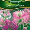 Spinnenblume Wasserspiel Mischung | Spinnenblumensamen Von Quedlinburger
