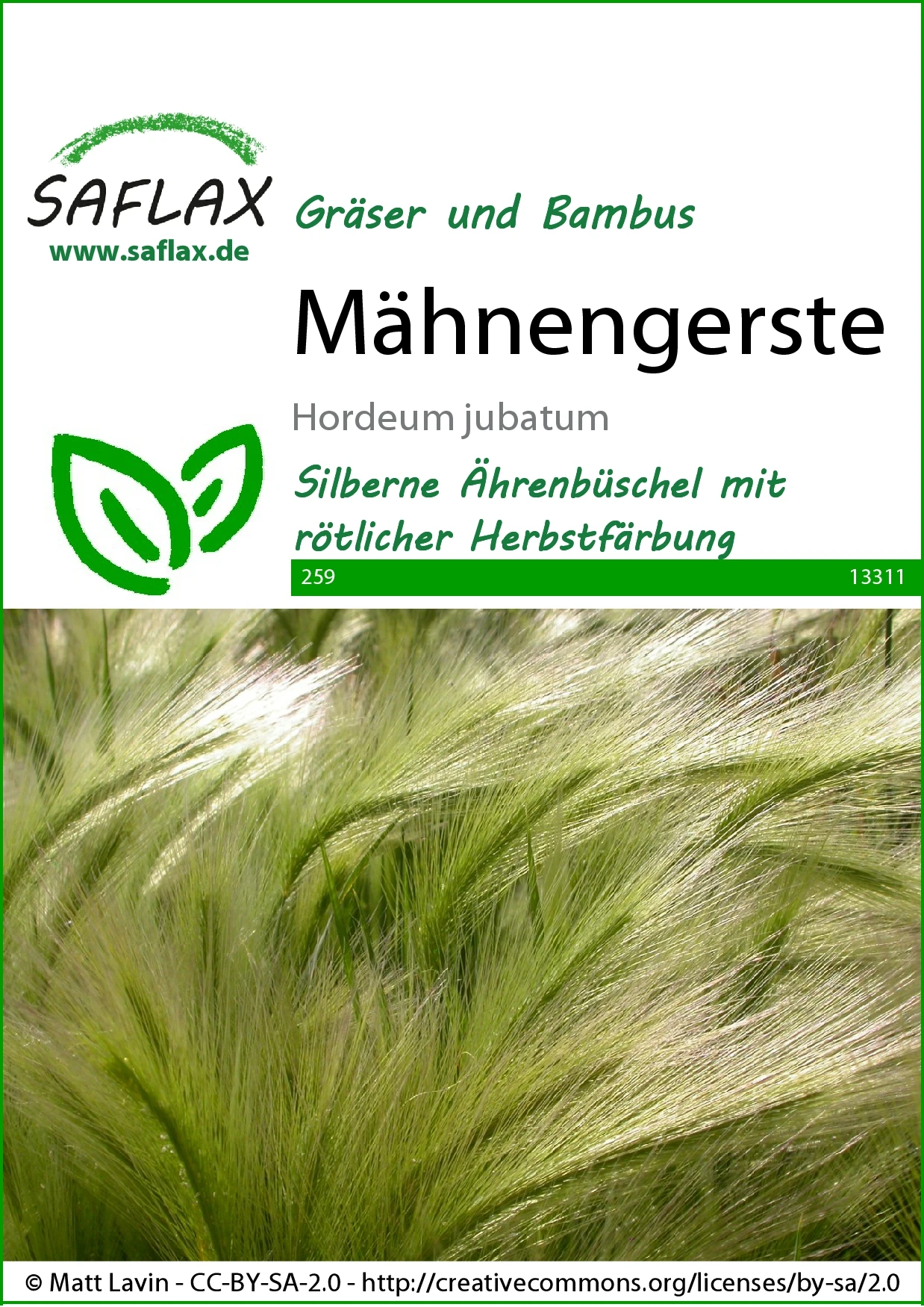 Mähnengerste | Gräsersamen Von Saflax 1 Mähnengerste | Gräsersamen Von Saflax