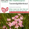 Tausendgüldenkraut | Heilpflanzensamen Von Saflax