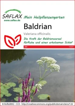 Baldrian | Heilpflanzensamen Von Saflax 3 Baldrian | Heilpflanzensamen Von Saflax -Günstiges Garten Wege Geschäft 535669 Baldrian 15221 sa 0