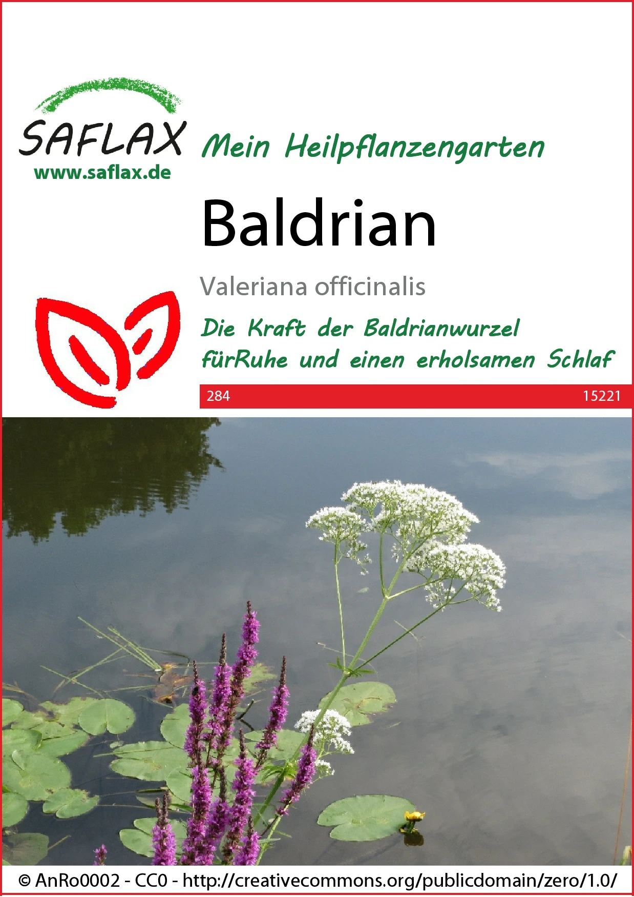 Baldrian | Heilpflanzensamen Von Saflax 2 Baldrian | Heilpflanzensamen Von Saflax – Bild 2