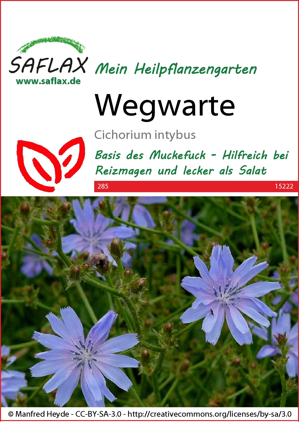Wegwarte | Heilpflanzensamen Von Saflax 1 Wegwarte | Heilpflanzensamen Von Saflax