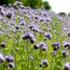 Phacelia | BIO Phaceliasamen Von Reinsaat