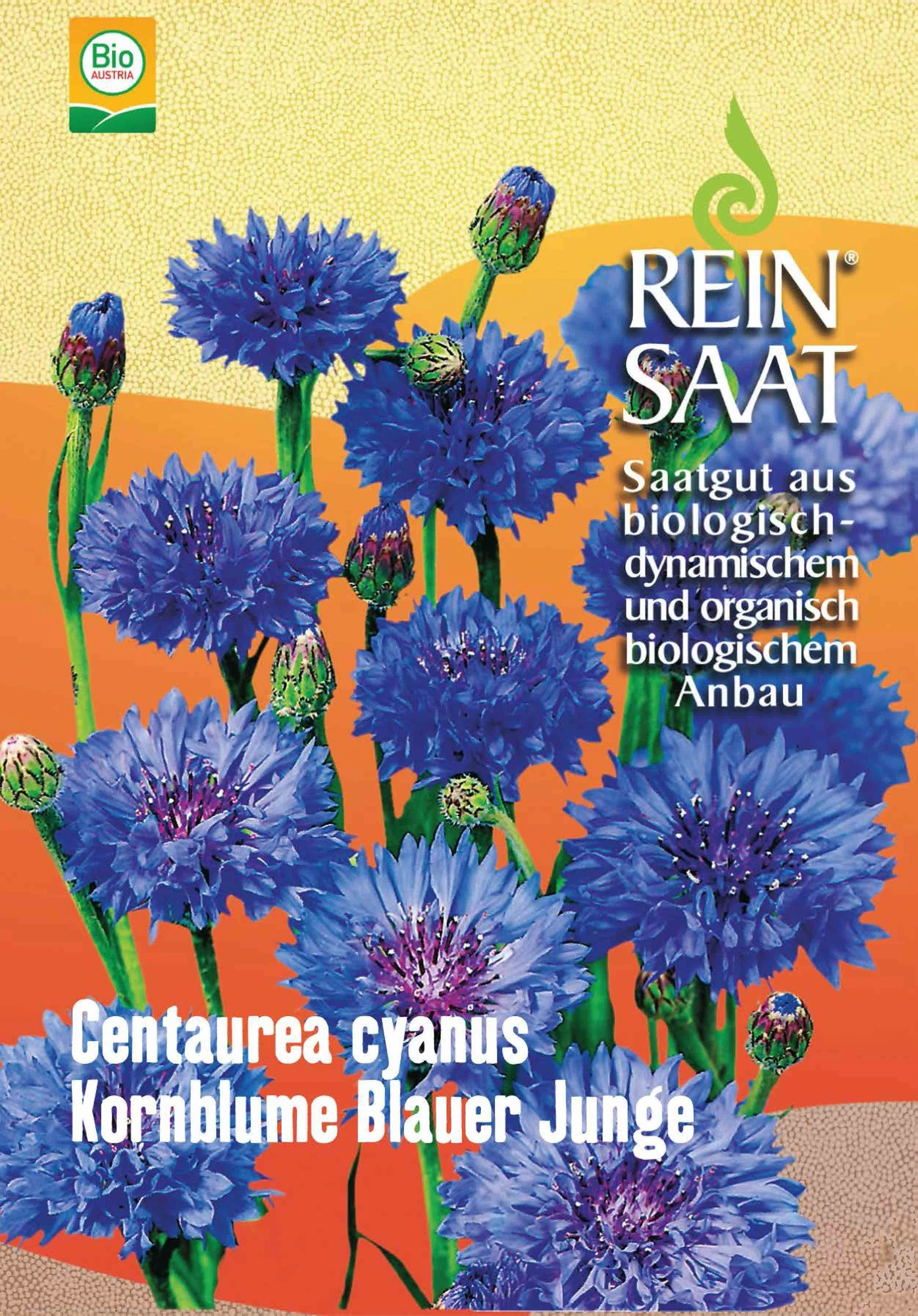 Kornblume Blauer Junge | BIO Kornblumensamen Von Reinsaat 1 Kornblume Blauer Junge | BIO Kornblumensamen Von Reinsaat