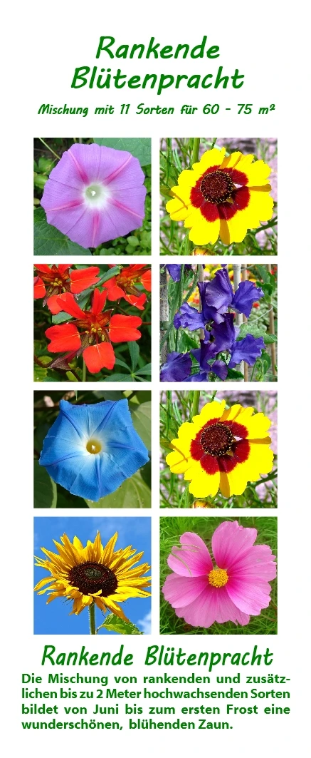 Rankende Blütenpracht | Blumenmischung Von Saflax 1 Rankende Blütenpracht | Blumenmischung Von Saflax