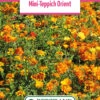 Blumenwiese Mini-Teppich Orient (100 G) | Blumensamen Von Bertrand