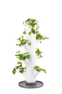 Sissi Strawberry Erdbeerturm Starter Weiß (4 Etagen) | Erdbeertürme Von Gusta Garden -Günstiges Garten Wege Geschäft 543337 Sissi Strawberry Erdbeerturm starter weiss 4 Etagen
