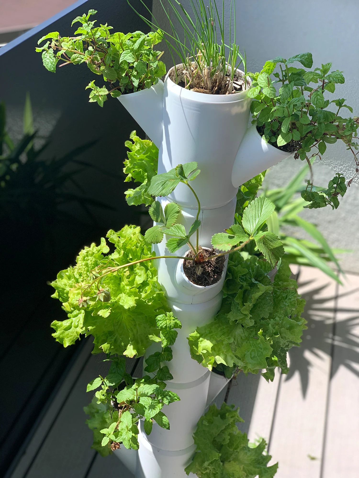 Sissi Strawberry Erdbeerturm Infinity Anthrazit (10 Etagen) | Erdbeertürme Von Gusta Garden 5 Sissi Strawberry Erdbeerturm Infinity Anthrazit (10 Etagen) | Erdbeertürme Von Gusta Garden – Bild 5