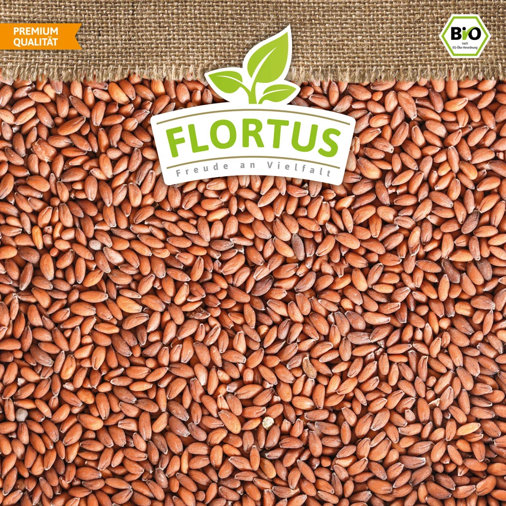 Bio-Kresse (900 G) | Bio-Kressesamen Von Flortus 6 Bio-Kresse (900 G) | Bio-Kressesamen Von Flortus – Bild 6