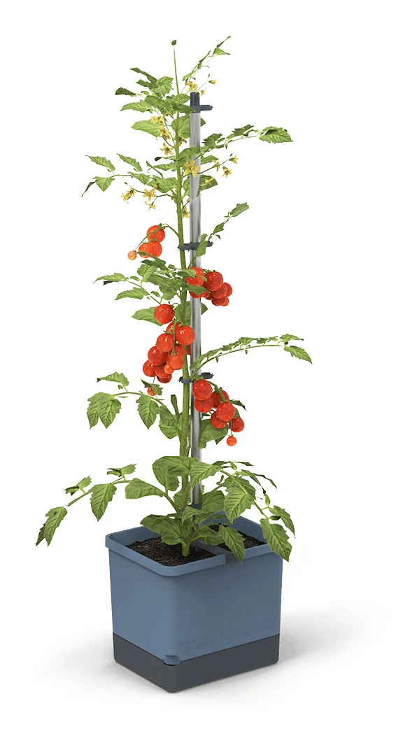 Tom Tomato Tomatentopf Blau | Tomatentöpfe Von Gusta Garden 1 Tom Tomato Tomatentopf Blau | Tomatentöpfe Von Gusta Garden