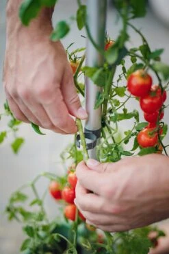 Tomato Buddy Tomatenrankhilfe | Rankhilfen Von Gusta Garden -Günstiges Garten Wege Geschäft 547960 Tomato Buddy 7