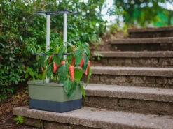 Charly Chili Chilitopf Dunkelgrün | Chilitöpfe Von Gusta Garden -Günstiges Garten Wege Geschäft 548627 Charly Chili Chilitopf dunkelgruen 103710 gg 1