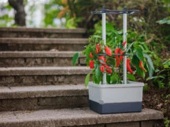 Charly Chili Chilitopf Hellgrau | Chilitöpfe Von Gusta Garden