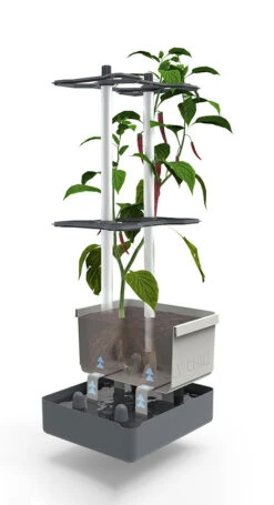 Charly Chili Chilitopf Hellgrau | Chilitöpfe Von Gusta Garden -Günstiges Garten Wege Geschäft 548628 Charly Chili Chilitopf hellgrau 100710 gg 2