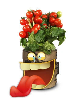 Greensquad Snack-Tomaten | Anzuchtsets Von Baza -Günstiges Garten Wege Geschäft 550259 Greensquad Snack Tomaten 18027709 bz 2