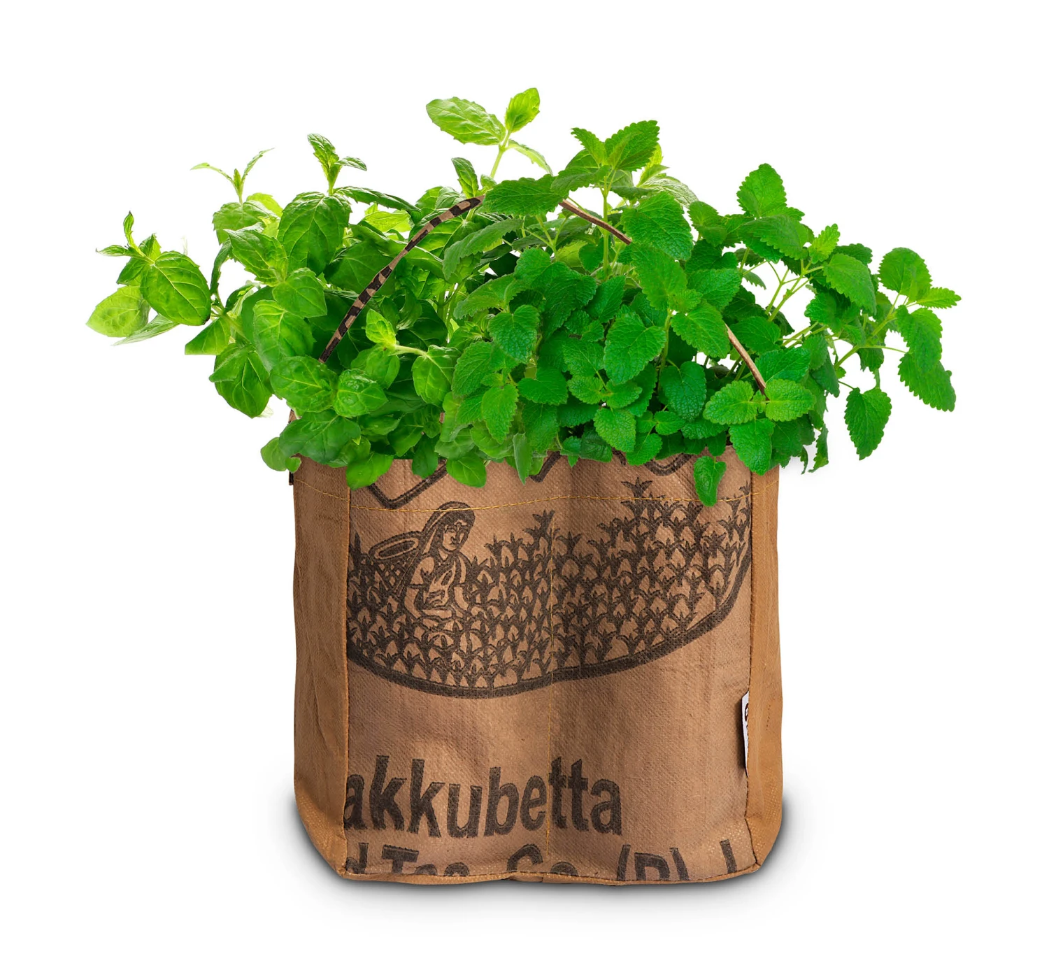 Duo-Garten Mojito | Anzuchtsets Von Baza 1 Duo-Garten Mojito | Anzuchtsets Von Baza