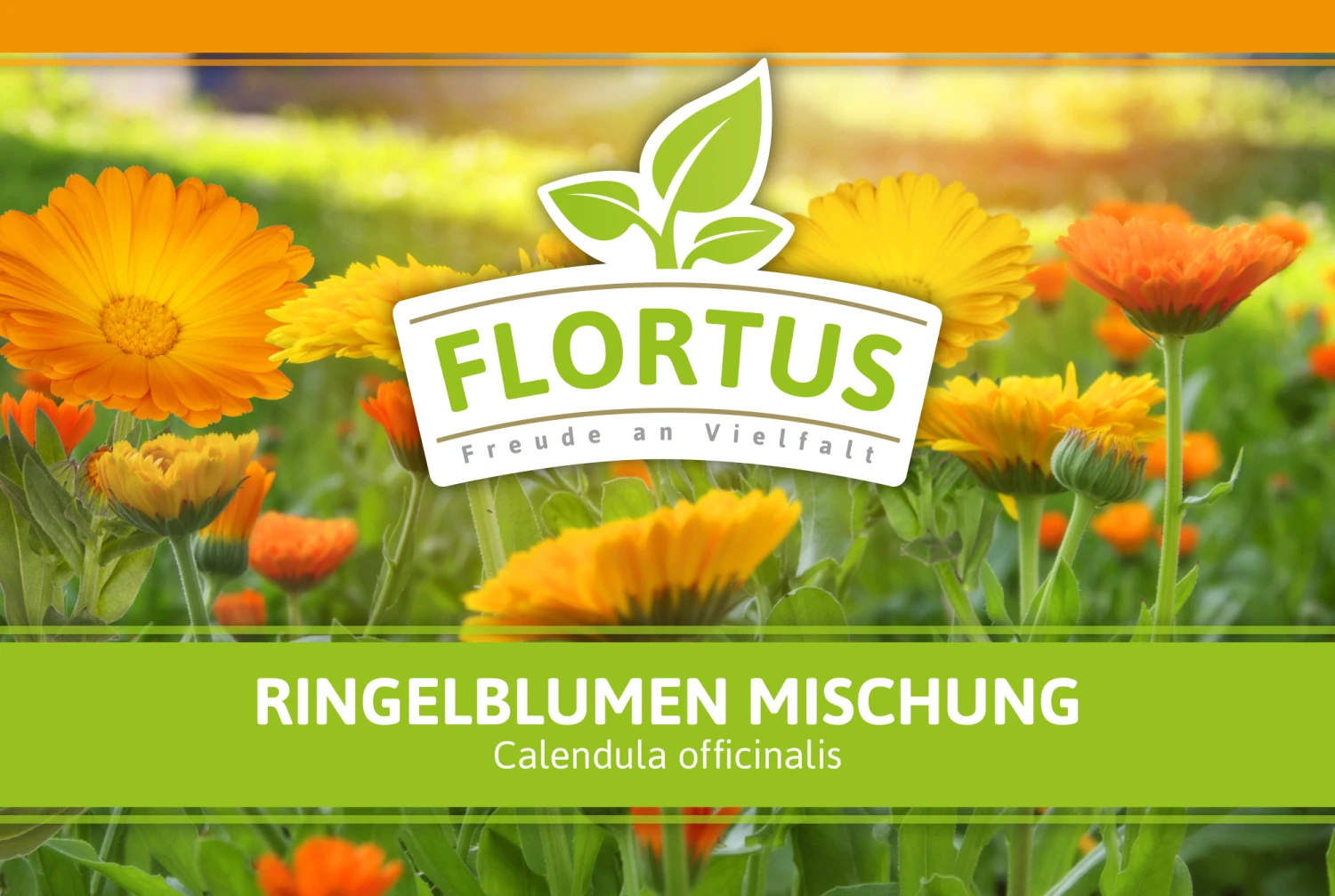 Ringelblumen Mischung | Blumenwiese Von FLORTUS 7 Ringelblumen Mischung | Blumenwiese Von FLORTUS – Bild 7