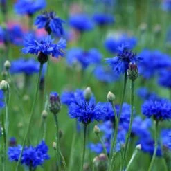 Kornblumen (4 G) | BIO Kornblumensamen Von Biobalu -Günstiges Garten Wege Geschäft 554556 BIO Kornblumen 4 g BB1031 2