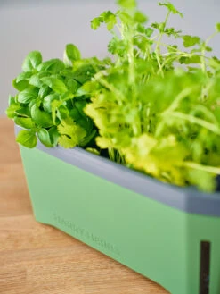 HARRY HERBS Kräutertopf Dunkelgrün | Kräutertöpfe Von Gusta Garden -Günstiges Garten Wege Geschäft 560338 HARRY HERBS dunkelgruen 103B10 gg 3