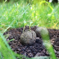 Samenbomben Die Mohnlandschaft (6 Stück) | Mohnsamen Von FLORTUS -Günstiges Garten Wege Geschäft 562163 Samenbomben Die Mohnlandschaft 6 Stueck 2000 1054 6