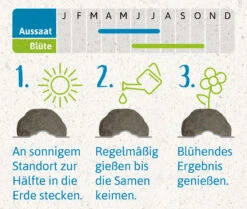 Samenbomben Urlaub Auf Balkonien (6 Stück) | Blumensamenmischung Von FLORTUS -Günstiges Garten Wege Geschäft 562167 Samenbomben Urlaub auf Balkonien 6 Stueck 2000 1058 4
