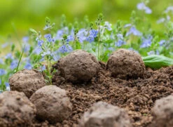 Samenbomben Set (8 Päckchen) | Blumensamenmischung Von FLORTUS 14 Samenbomben Set (8 Päckchen) | Blumensamenmischung Von FLORTUS -Günstiges Garten Wege Geschäft 562498 Samenbomben Set 8 Paeckchen 2000 2367 6 1