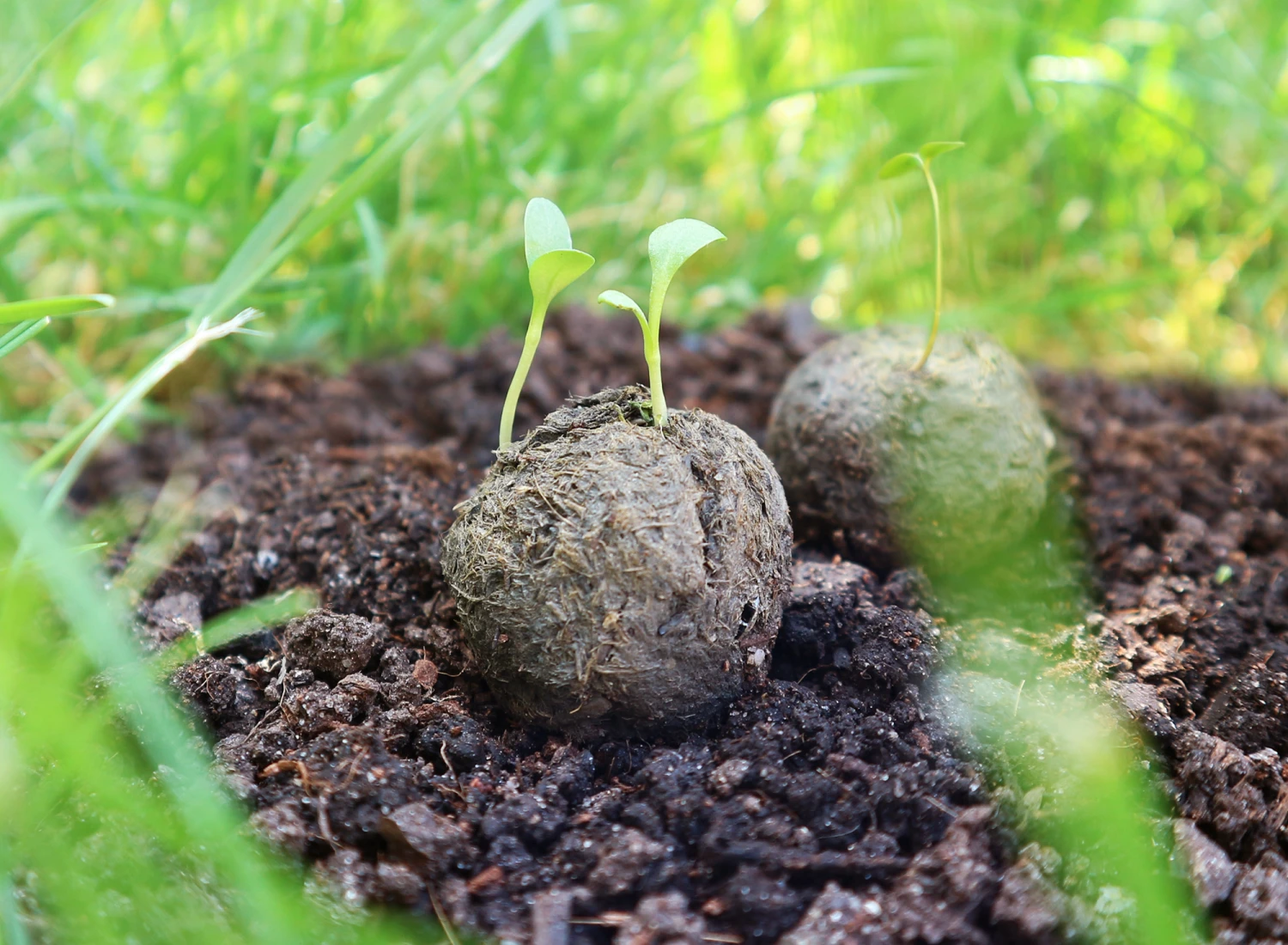 Samenbomben Set (8 Päckchen) | Blumensamenmischung Von FLORTUS 1 Samenbomben Set (8 Päckchen) | Blumensamenmischung Von FLORTUS