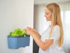 HARRY HERBS &amp; FLORTUS Kräuter Set | Anzuchtsets Von FLORTUS -Günstiges Garten Wege Geschäft 562699 HARRY HERBS und FLORTUS Kraeuter Set 2000 2387 blau 4