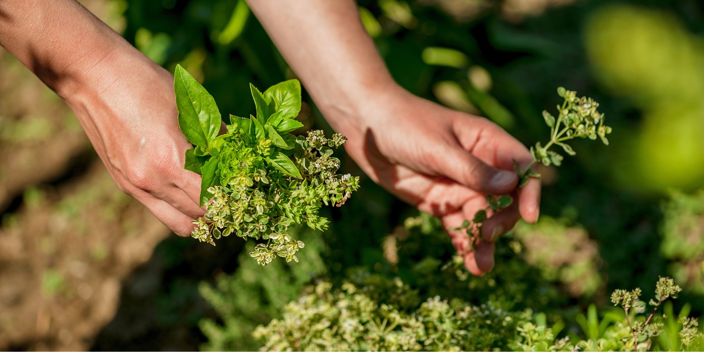 Günstiges Garten Wege Geschäft -Günstiges Garten Wege Geschäft PLP kruidenzaden